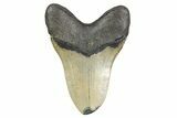 Serrated, Fossil Megalodon Tooth - North Carolina #299001-2